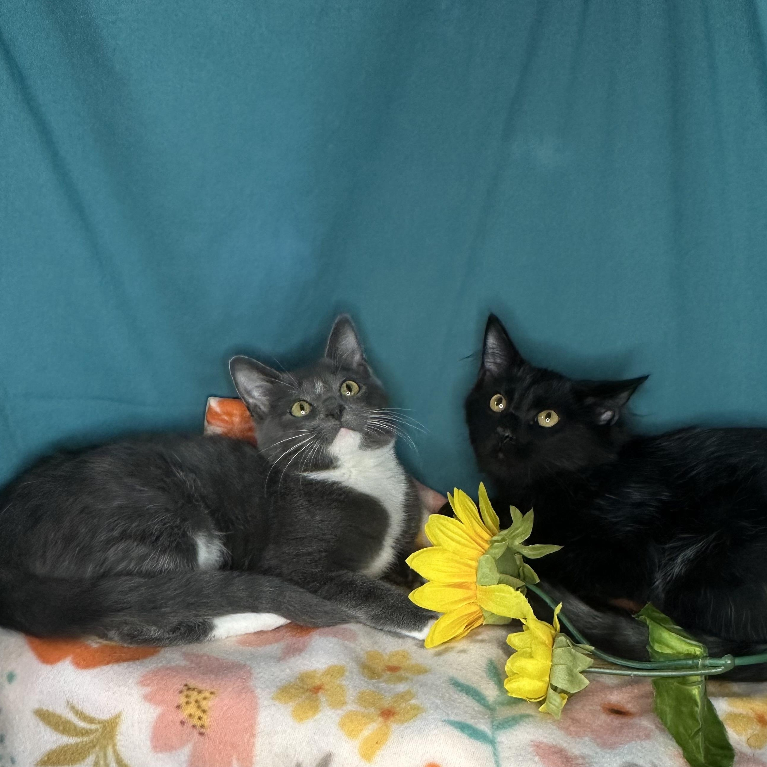 Enlarge Mindy & Mazy (Bonded Pair), a Adoptable mixed breed in Mount Vernon, IL image 1/6