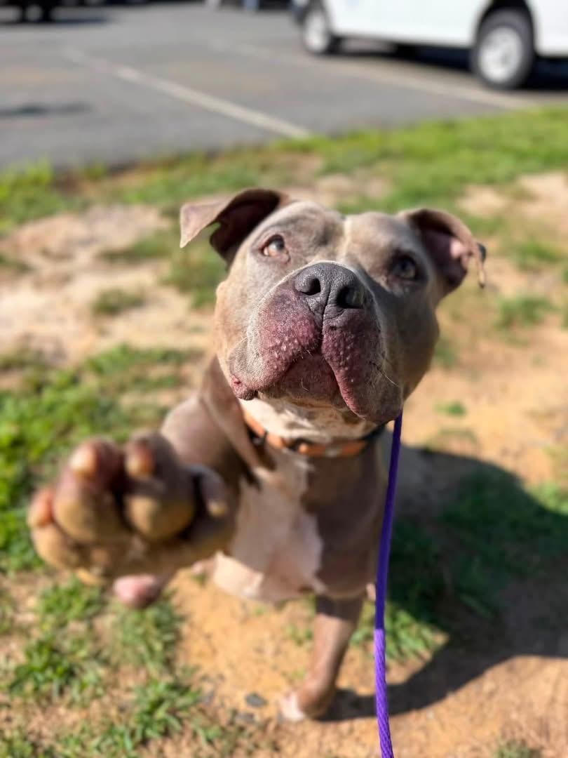 Enlarge Koala Bear (ID 51485), a ADOPTABLE Pit Bull Terrier in Manassas, VA image 2/6