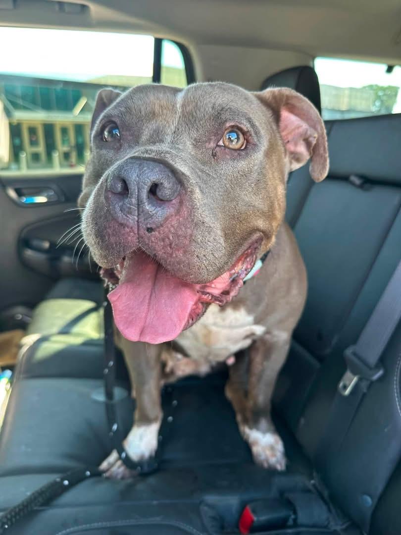 Koala Bear (ID 51485), ADOPTABLE, Adult Female Pit Bull Terrier.