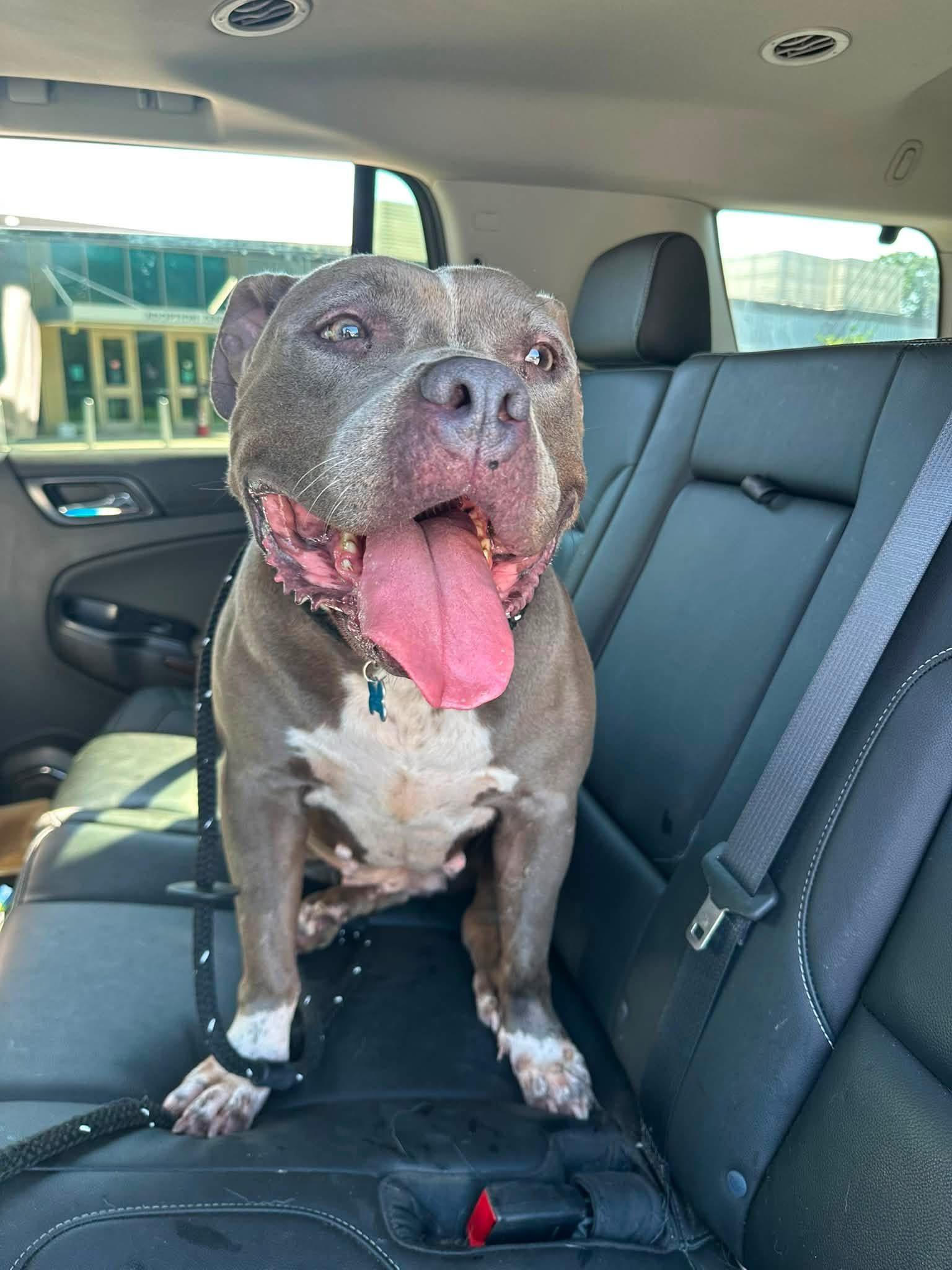 Enlarge Koala Bear (ID 51485), a ADOPTABLE Pit Bull Terrier in Manassas, VA image 4/6