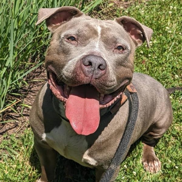 Koala Bear (ID 51485), a ADOPTABLE Pit Bull Terrier in Manassas, VA image 2/2