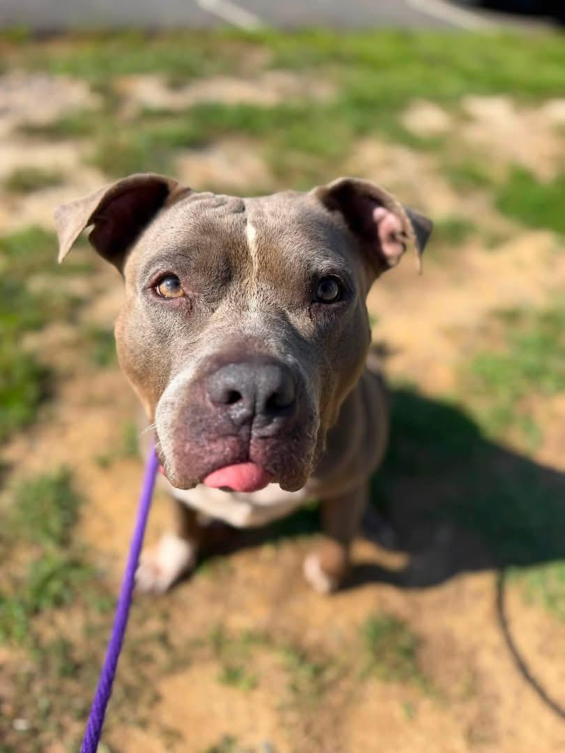 Enlarge Koala Bear (ID 51485), a ADOPTABLE Pit Bull Terrier in Manassas, VA image 6/6