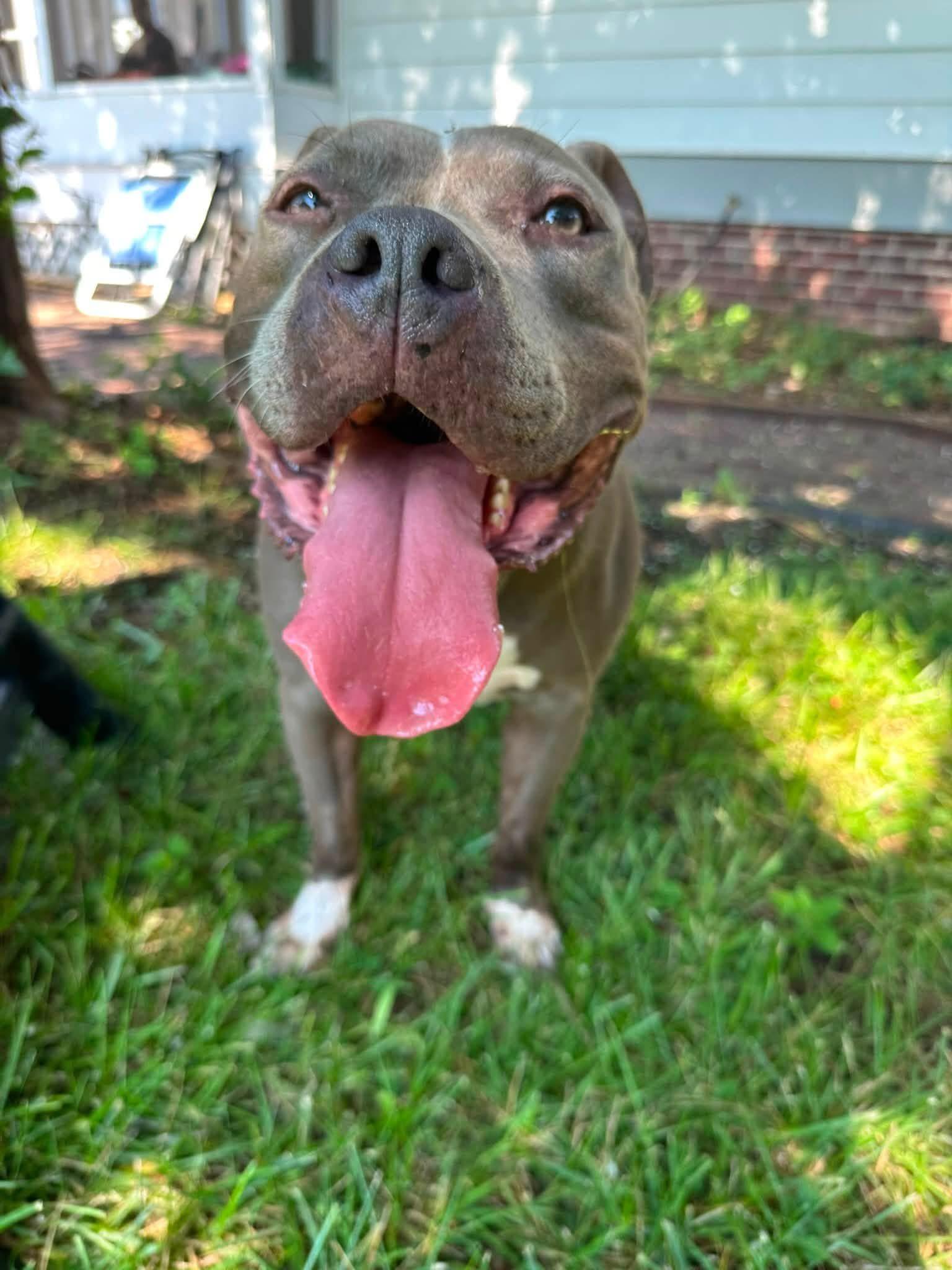 Enlarge Koala Bear (ID 51485), a ADOPTABLE Pit Bull Terrier in Manassas, VA image 5/6
