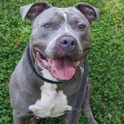 Koala Bear (ID 51485), a ADOPTABLE Pit Bull Terrier in Manassas, VA image 1/2