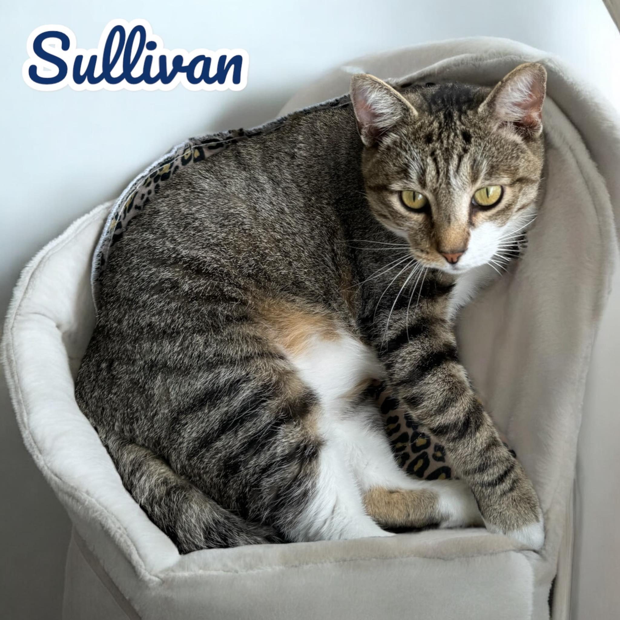 Sullivan - NJ — thumbnail 2