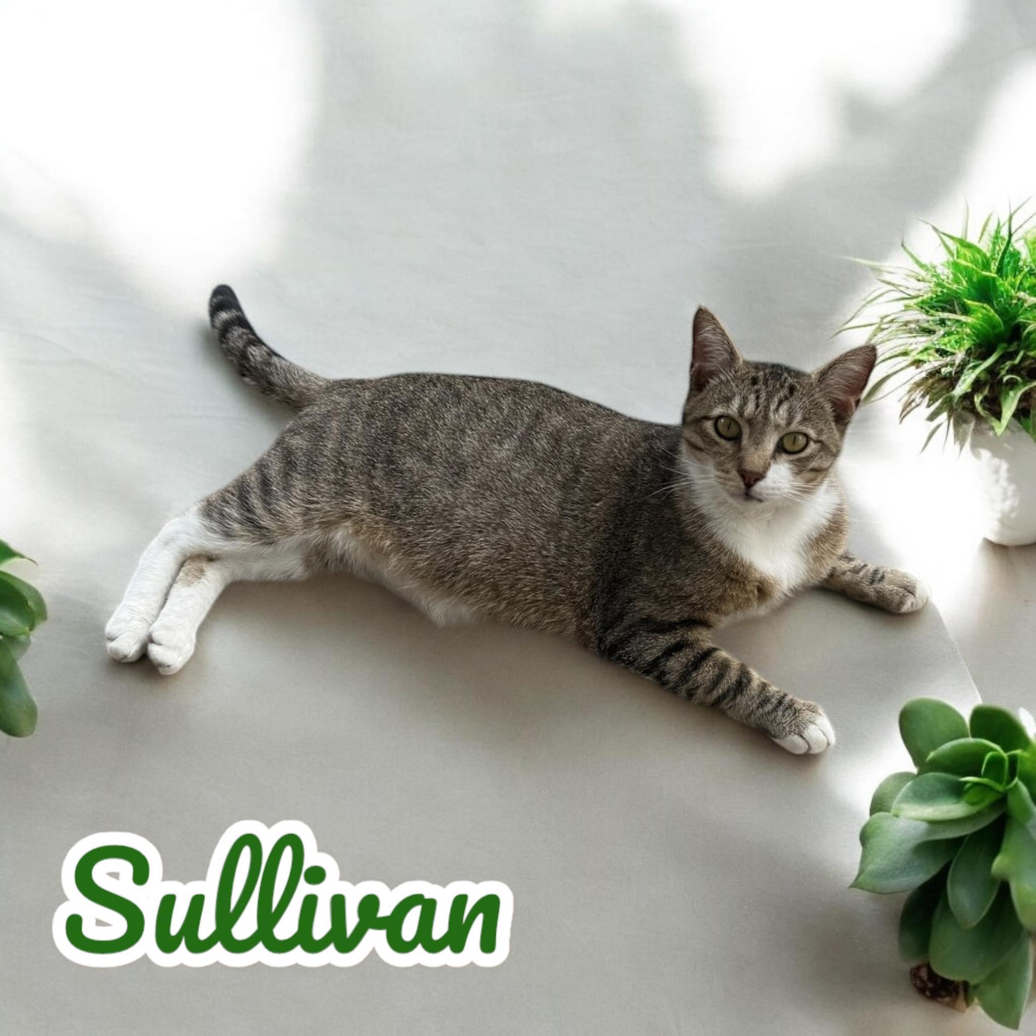 Sullivan - NJ — thumbnail 4