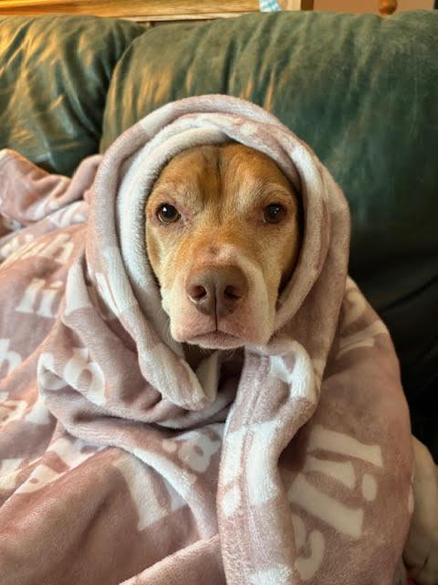 Lieutenant Dan - photo 1