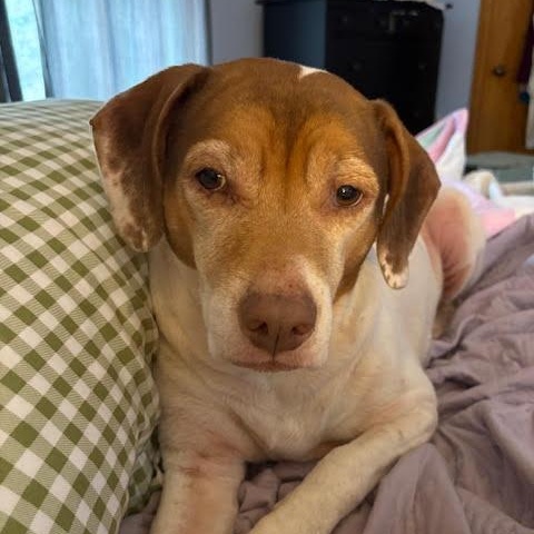 Lieutenant Dan - photo 2