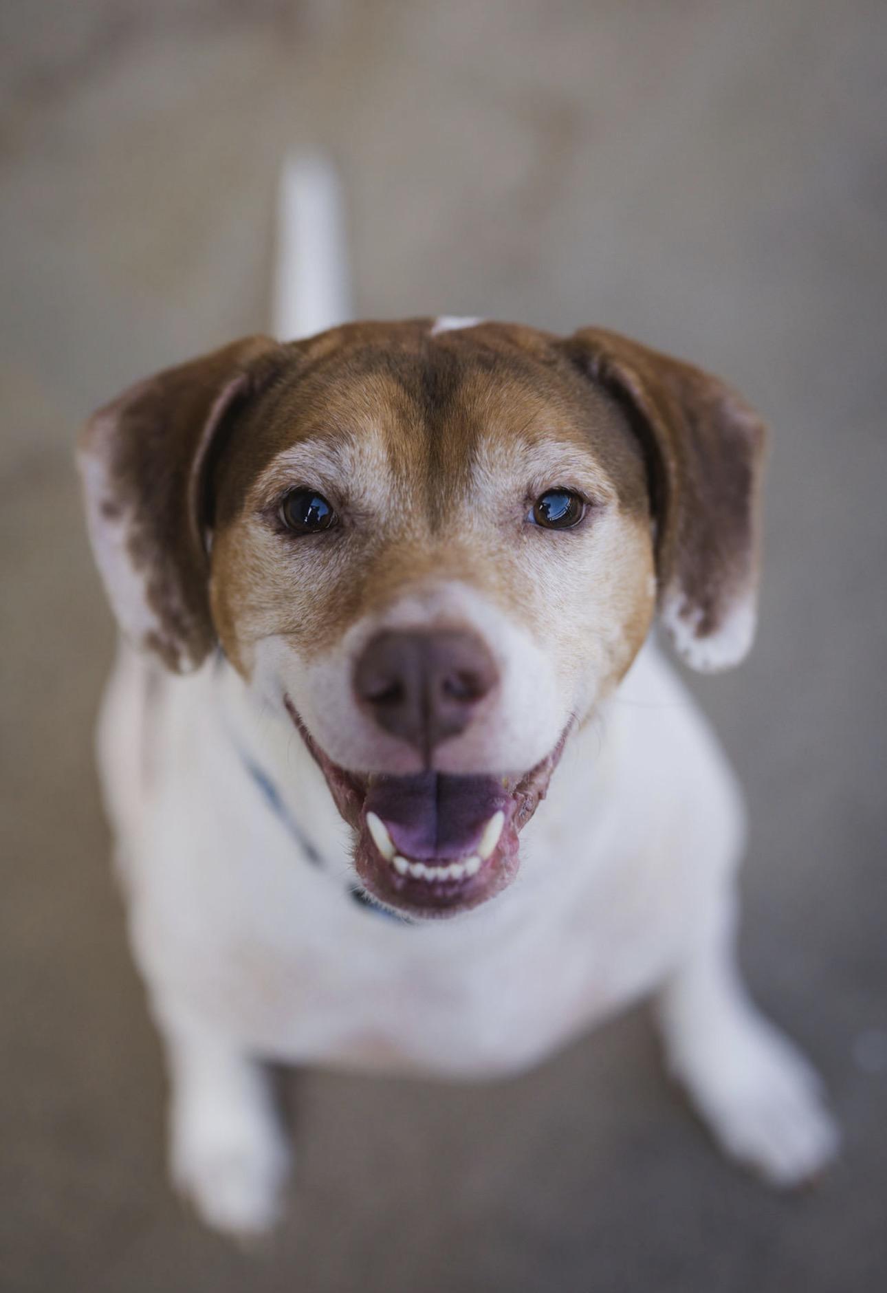 Lieutenant Dan , Adoptable, Senior Male Beagle.