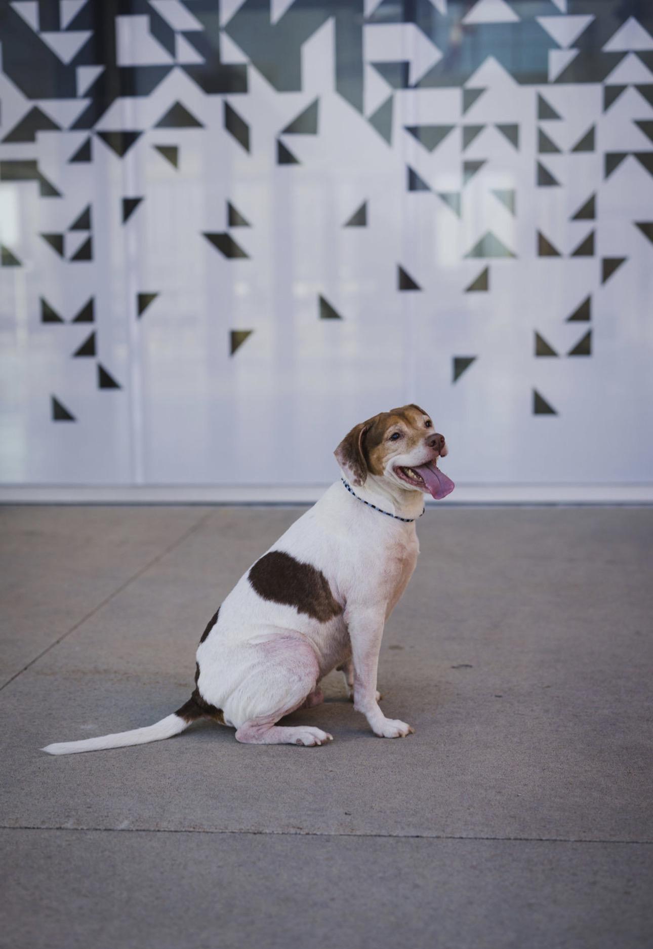 Lieutenant Dan - photo 4