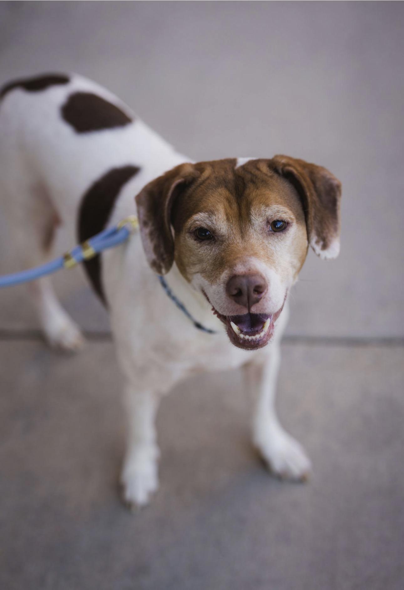 Lieutenant Dan - photo 5