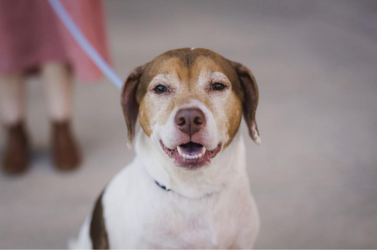 Lieutenant Dan - photo 6