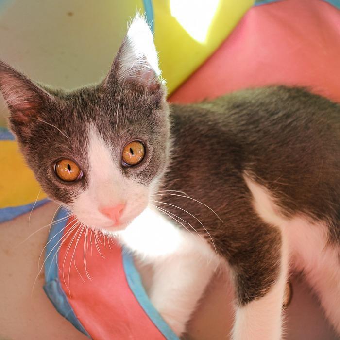 Taylor, Adoptable, Adult Male Domestic Short Hair.