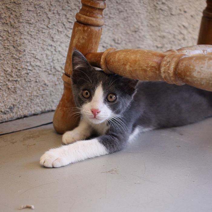 Taylor, Adoptable, Adult Male Domestic Short Hair.