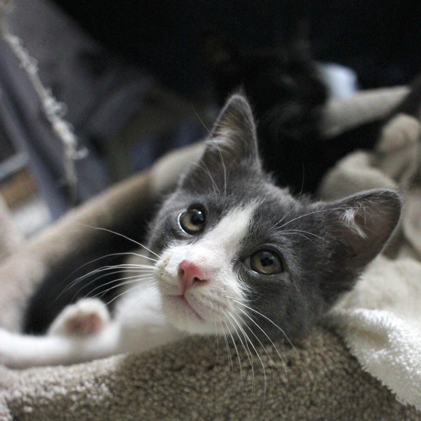 Taylor, a Adoptable mixed breed in Canyon Country, CA image 5/6