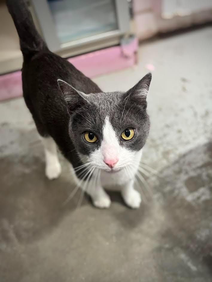 Enlarge Taylor, a Adoptable mixed breed in Canyon Country, CA image 4/6