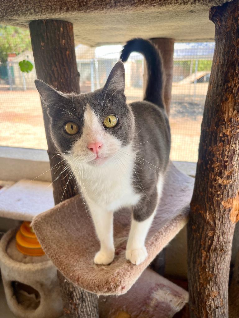 Enlarge Taylor, a Adoptable mixed breed in Canyon Country, CA image 5/6