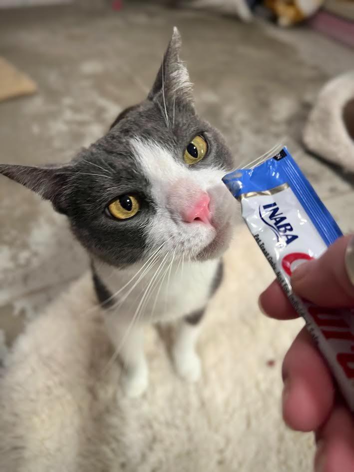 Taylor, a Adoptable mixed breed in Canyon Country, CA image 6/6