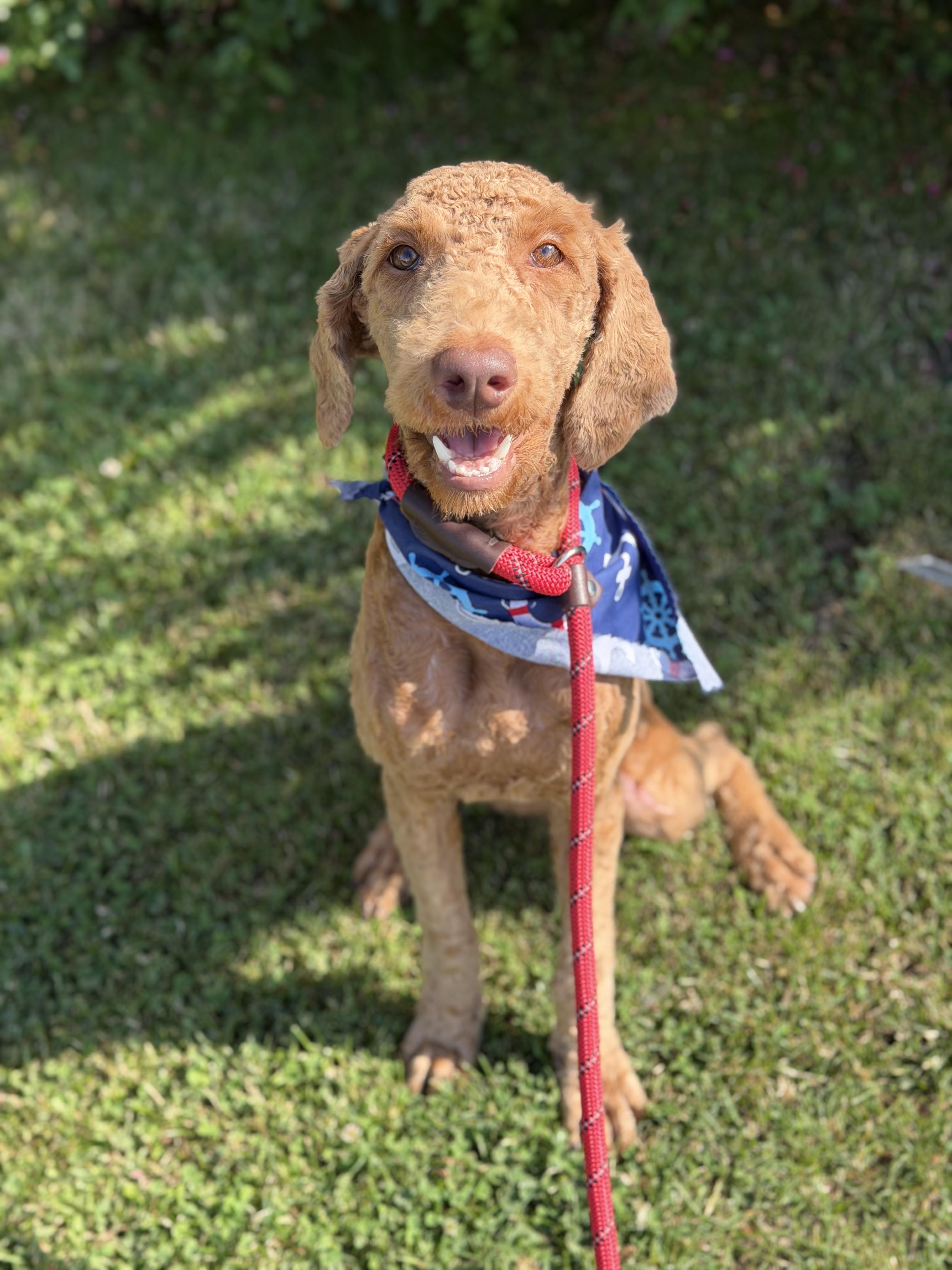 Enlarge Penelope, an adopted Labradoodle in Long Beach, NY image 1/3