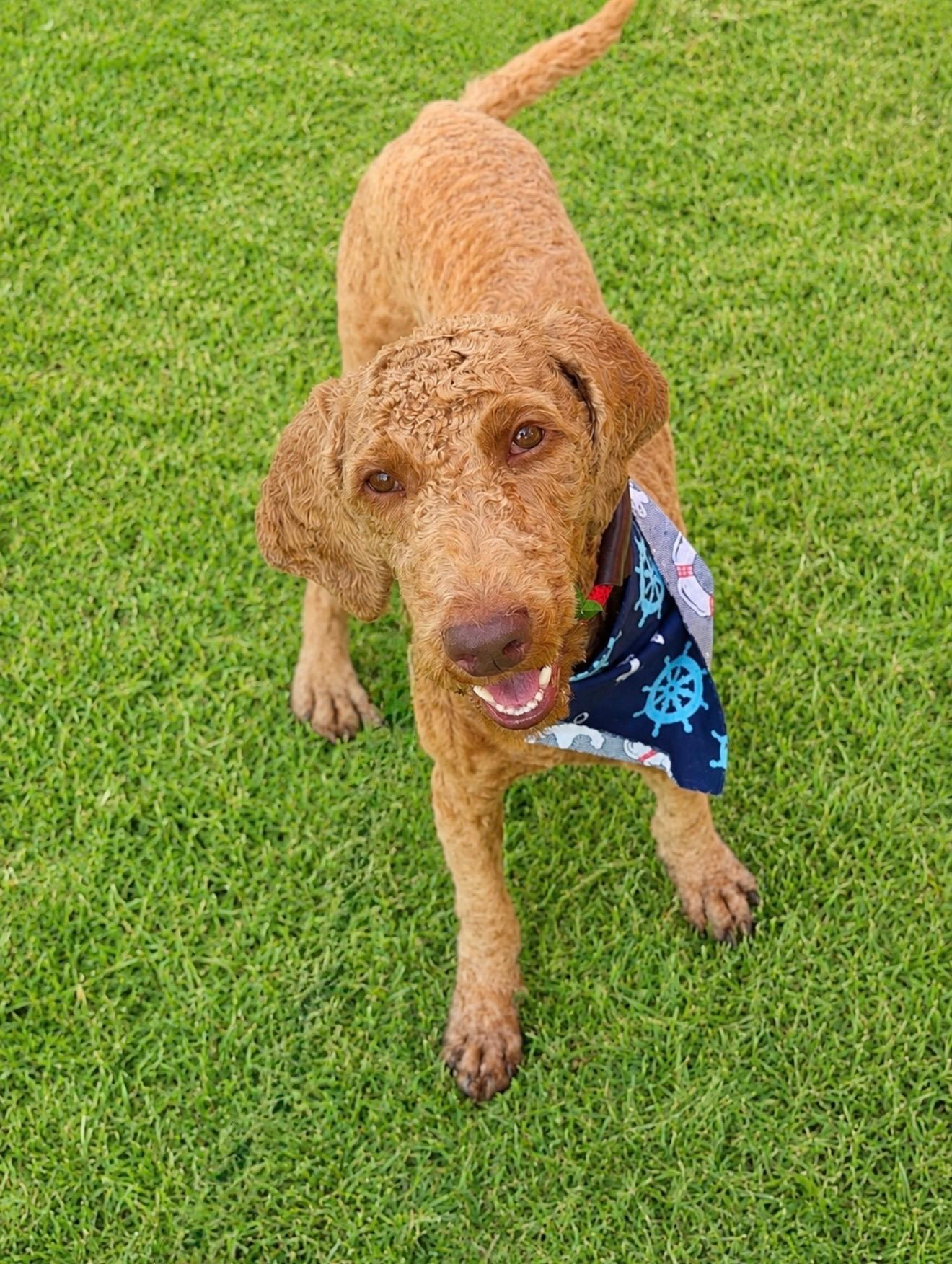 Enlarge Penelope, an adopted Labradoodle in Long Beach, NY image 3/3