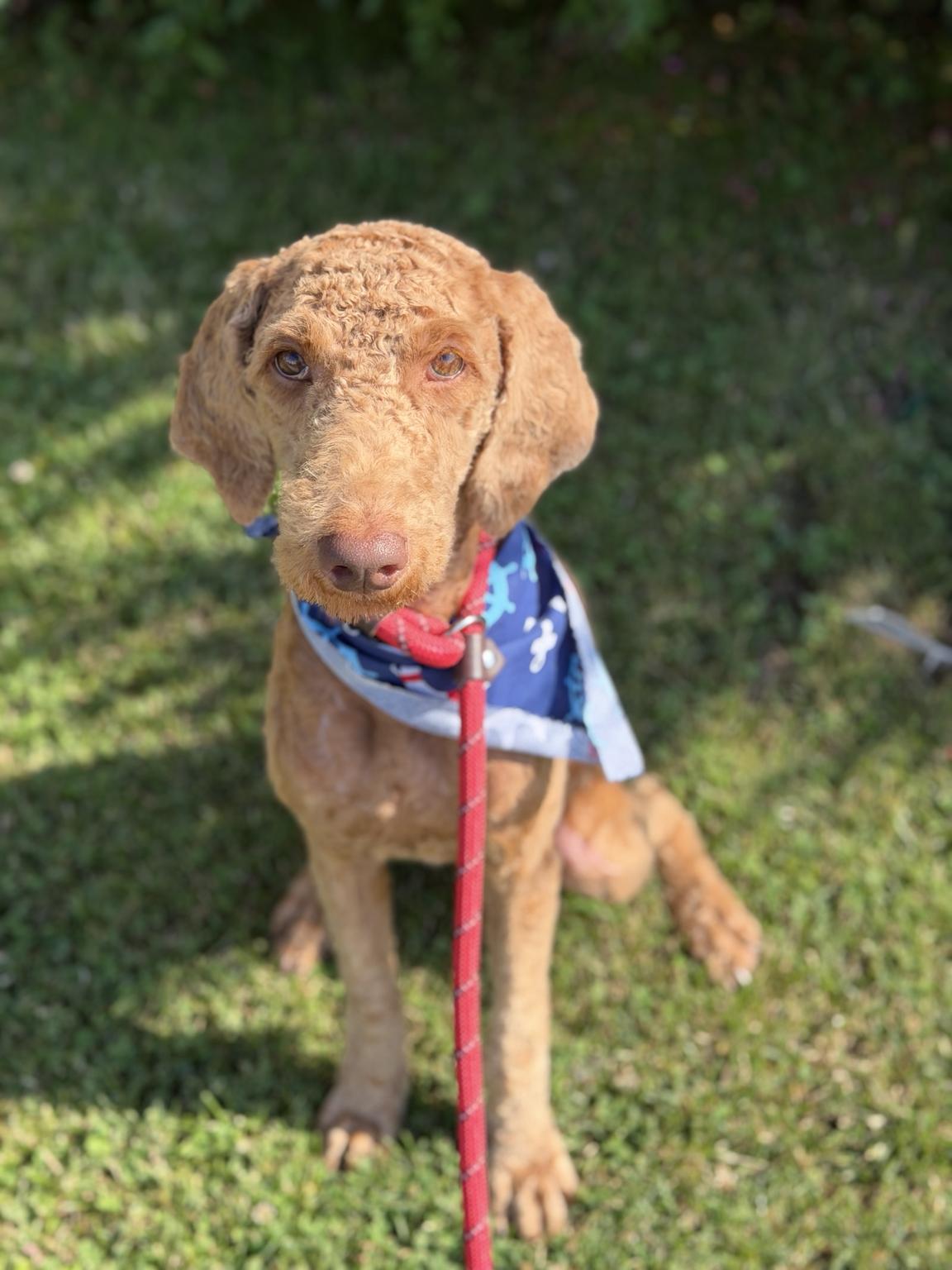 Enlarge Penelope, an adopted Labradoodle in Long Beach, NY image 2/3