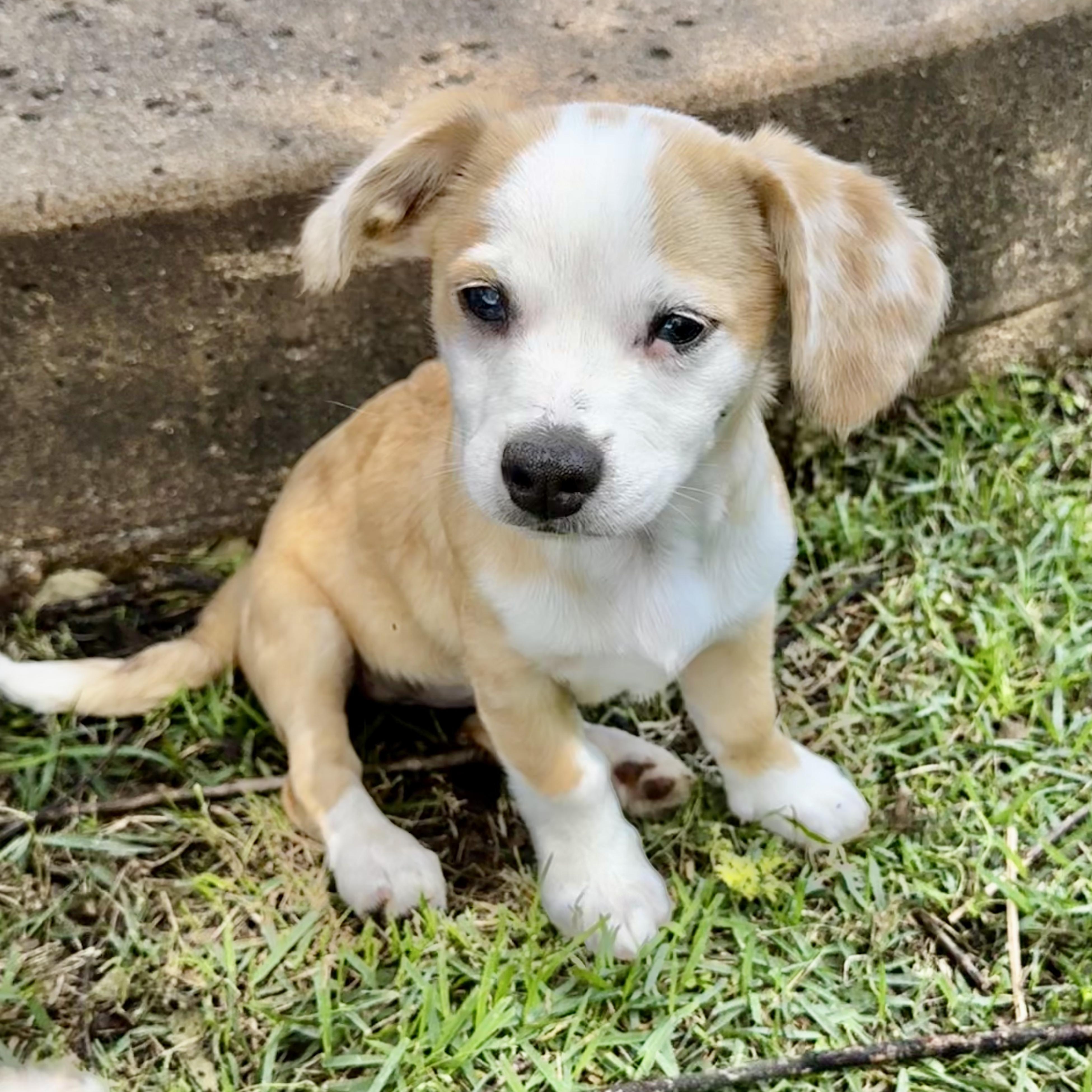 Enlarge Louise, a Adoptable mixed breed in Mount Arlington, NJ image 2/5