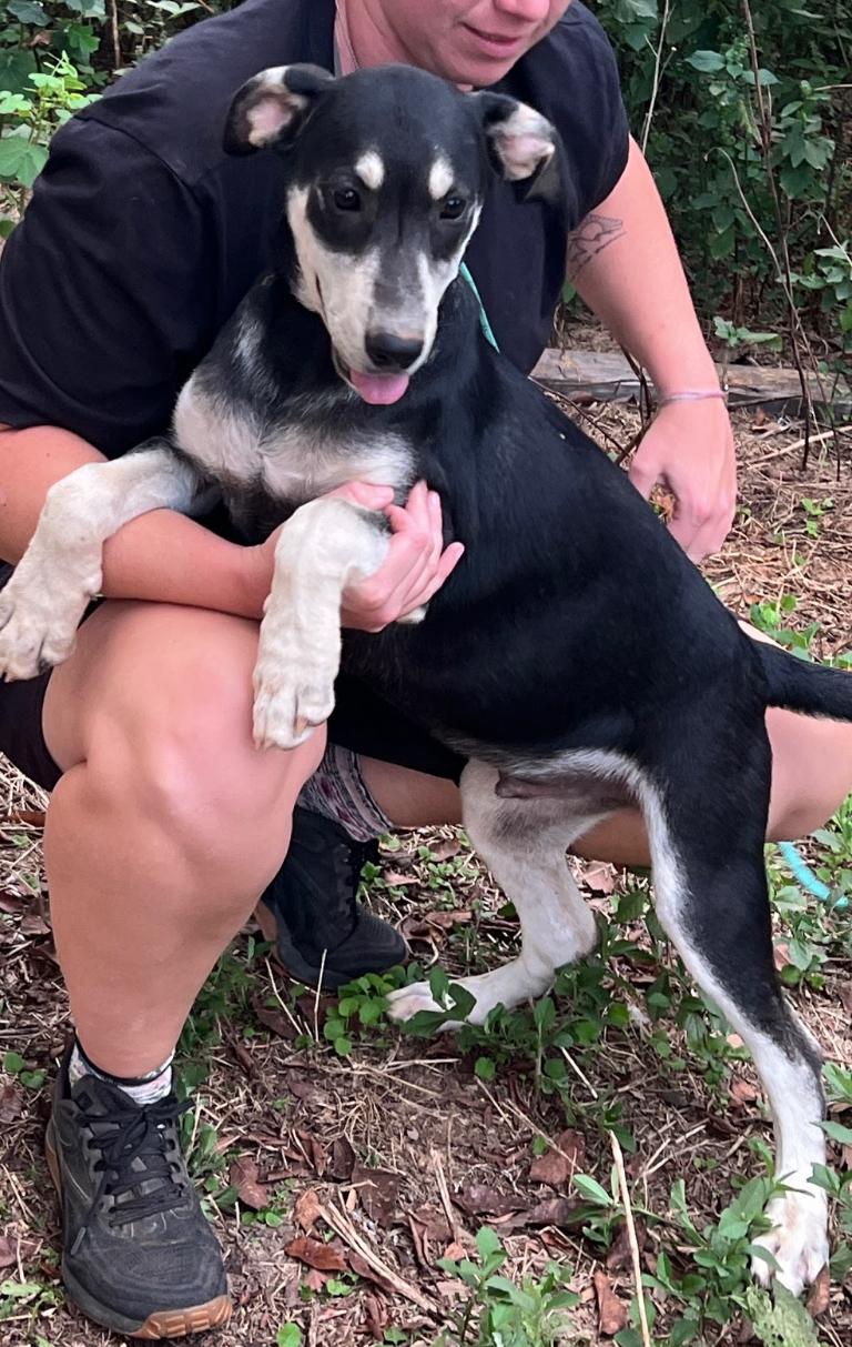 Enlarge Jorge, a Adoptable mixed breed in Zimmerman, MN image 2/3