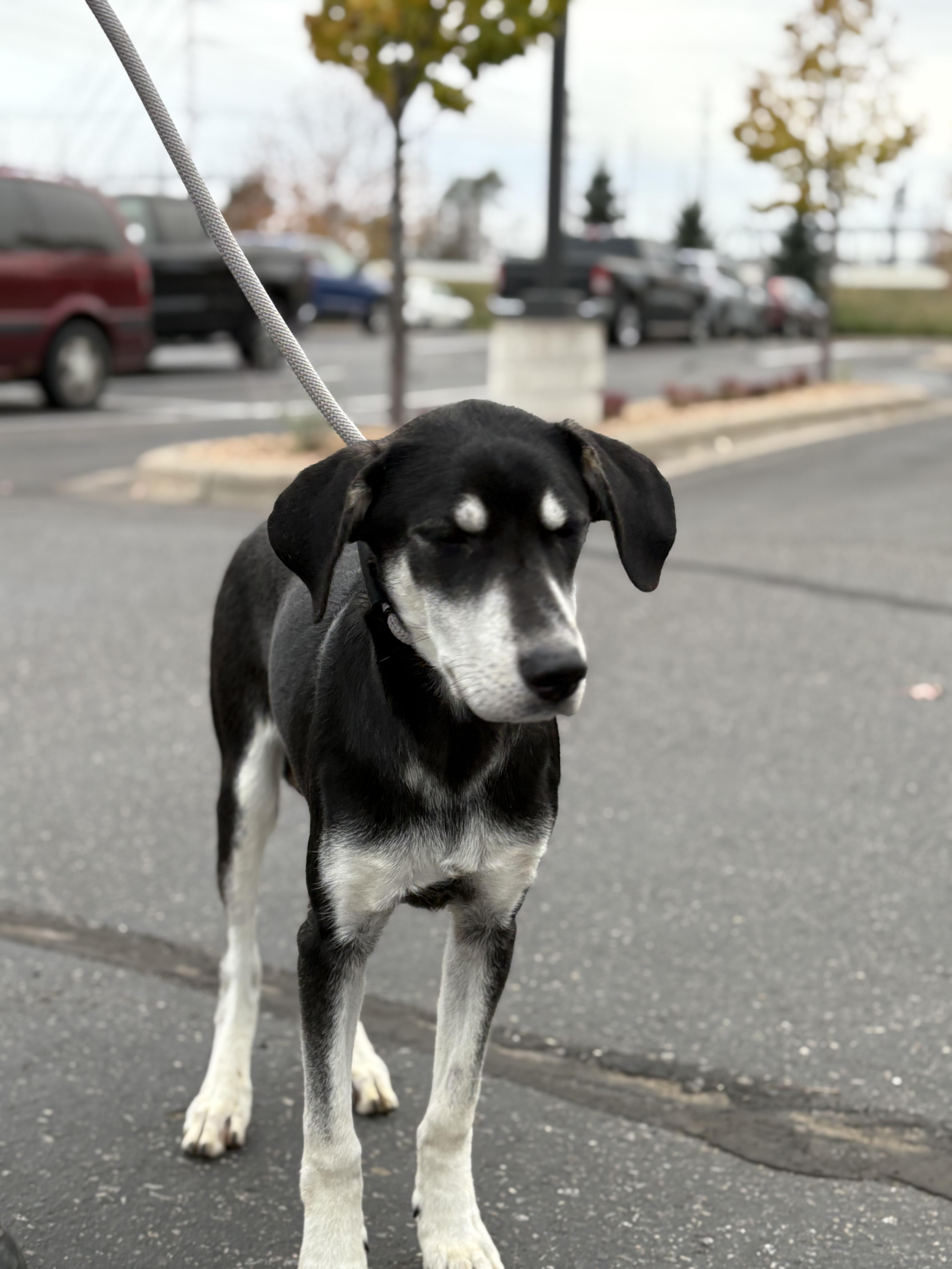 Enlarge Jorge, a Adoptable mixed breed in Zimmerman, MN image 3/3