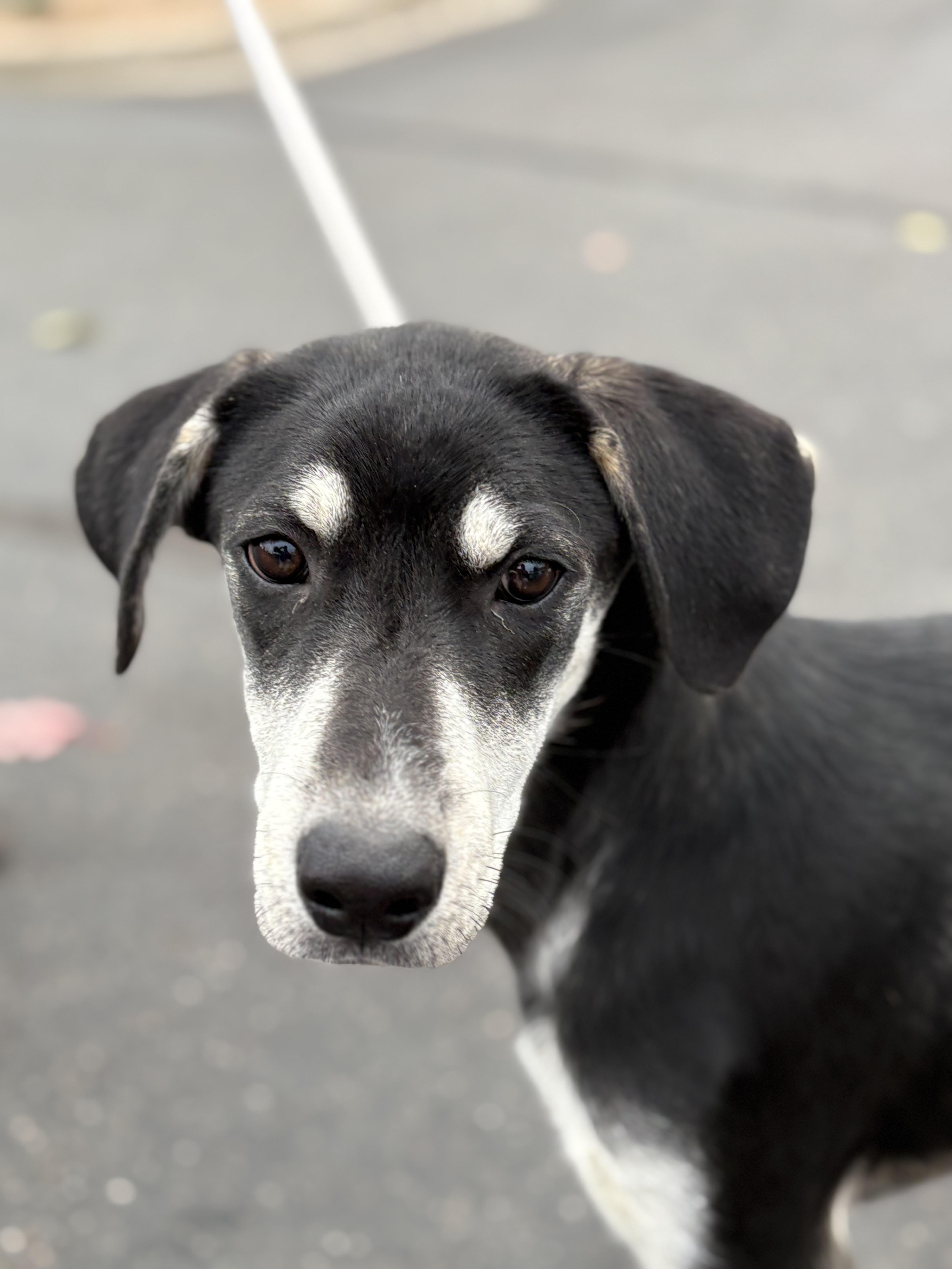 Jorge, Adoptable, Puppy Male Husky & Catahoula Leopard Dog.