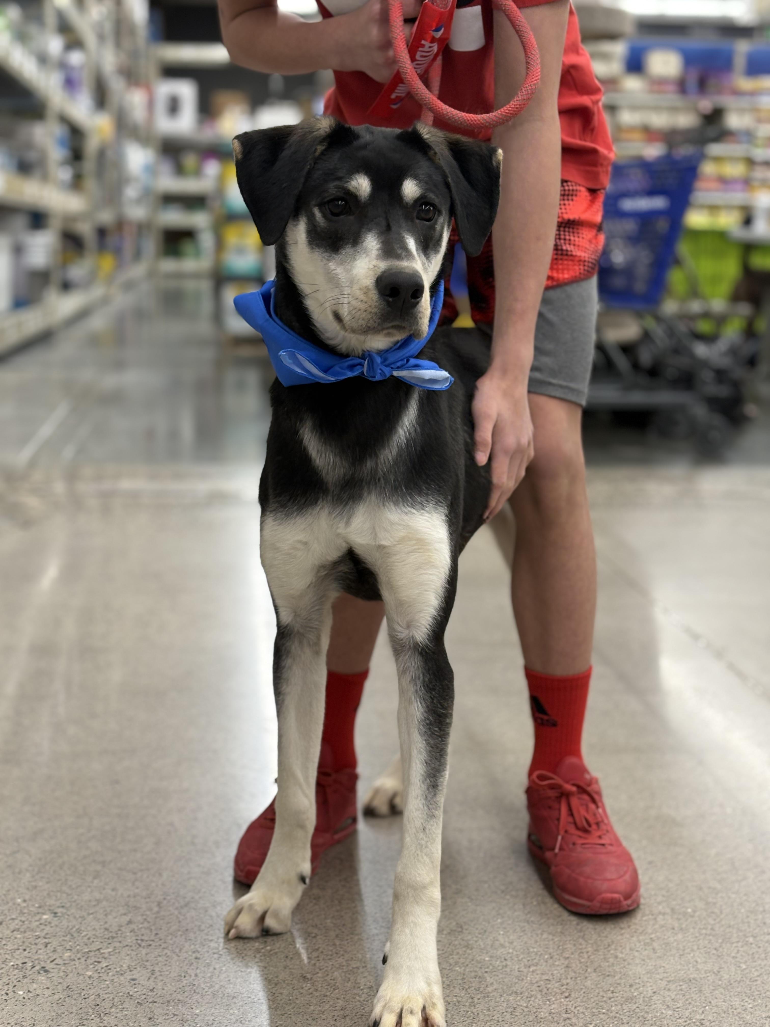 Jorge, Adoptable, Puppy Male Husky & Catahoula Leopard Dog.