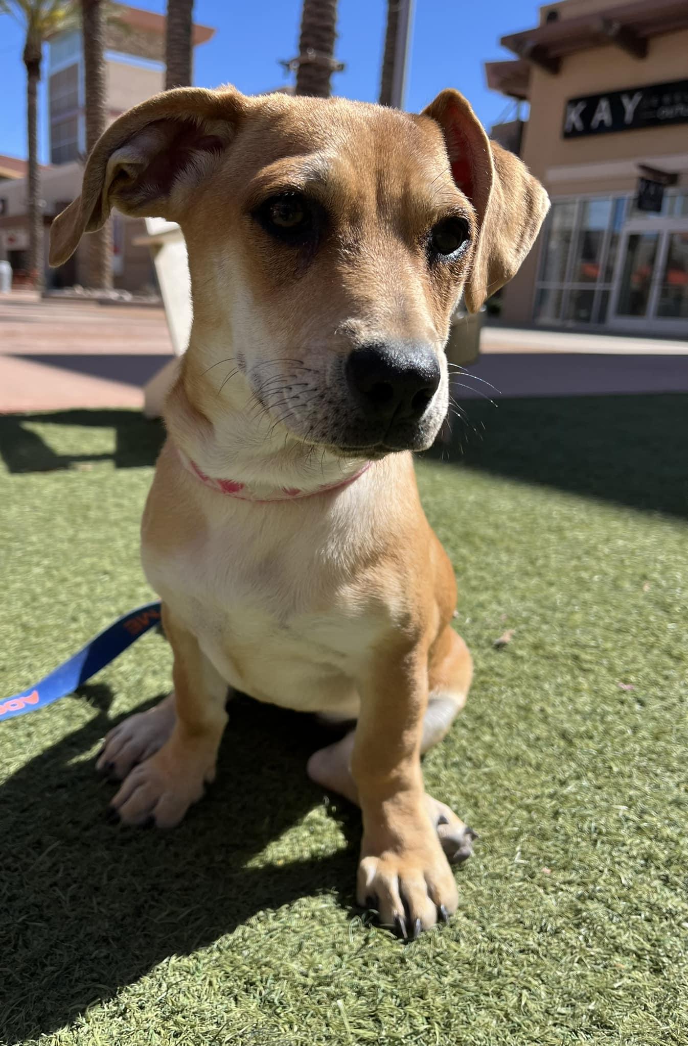 Pecan - SS3, Adopted, Adult Female Dachshund.