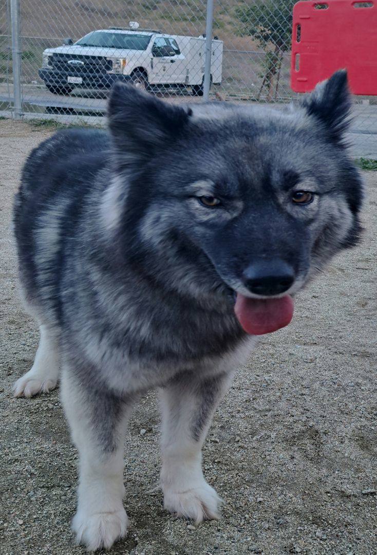 SERENITY, Adoptable, Young Female Siberian Husky.