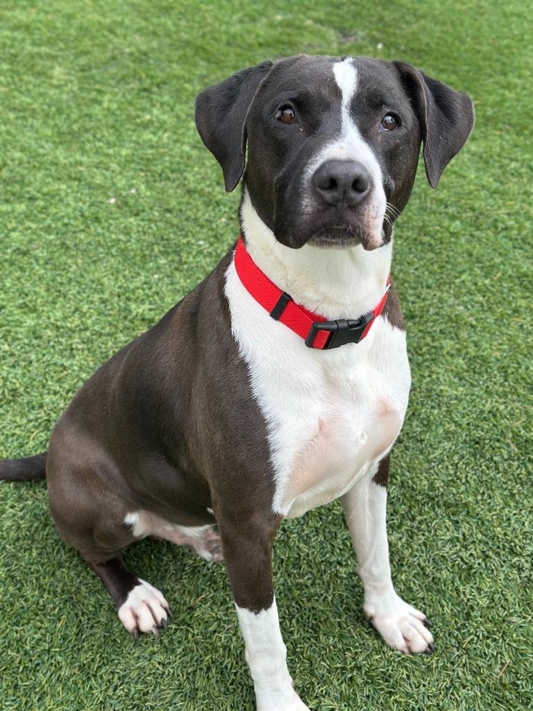 Rudolph, Adoptable, Adult Male Pit Bull Terrier & Hound.