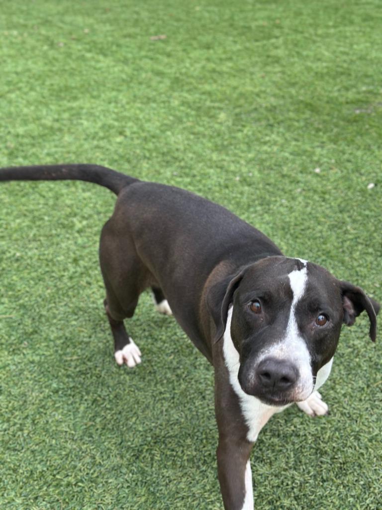 Rudolph, a Adoptable mixed breed in Chico, CA image 2/4