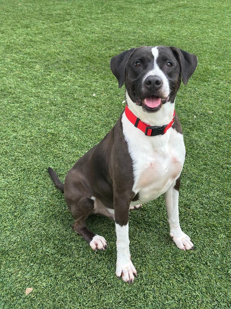 Rudolph, a Adoptable mixed breed in Chico, CA image 3/4