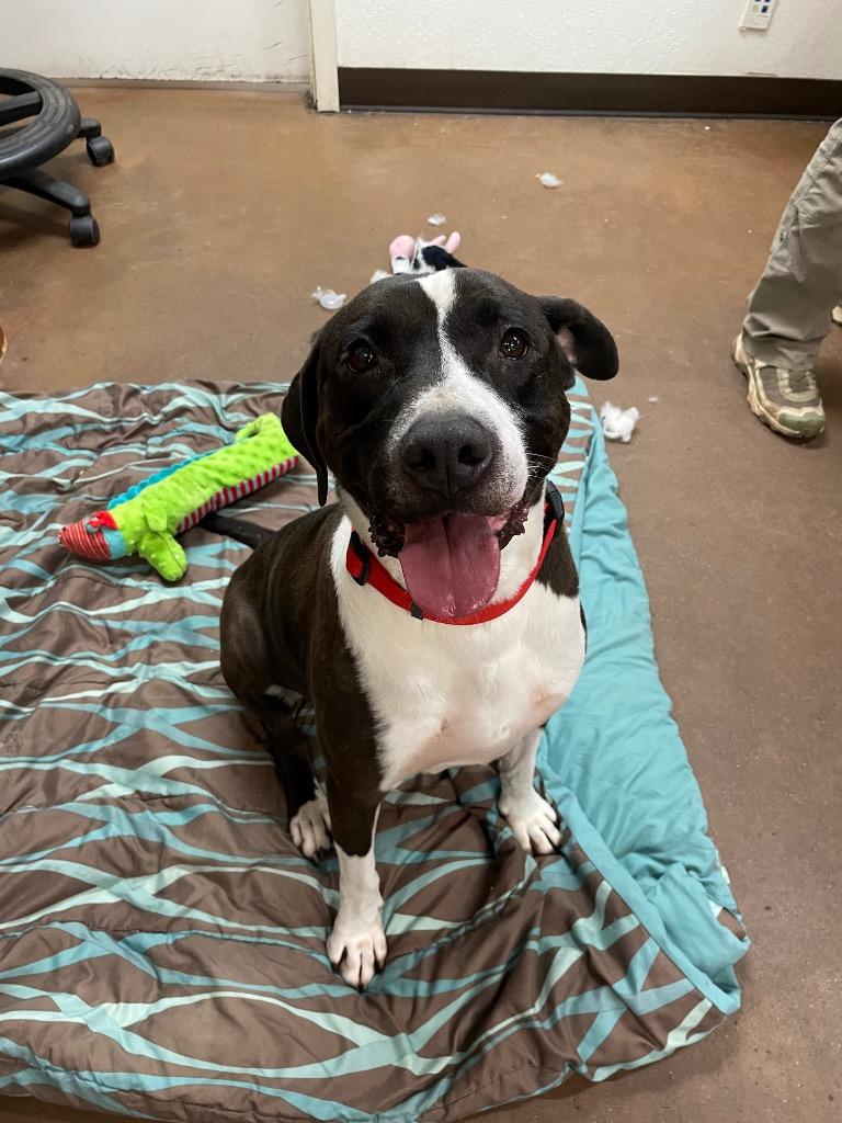 Rudolph, a Adoptable mixed breed in Chico, CA image 4/4