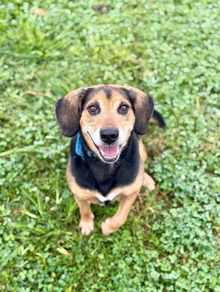 Charlie, Adoptable, Adult Male Beagle.