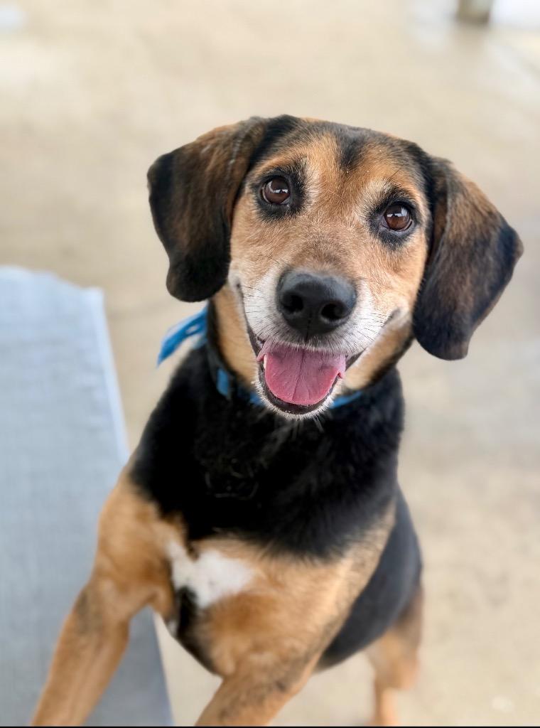 Enlarge Charlie, a Adoptable mixed breed in Hopkinsville, KY image 2/4