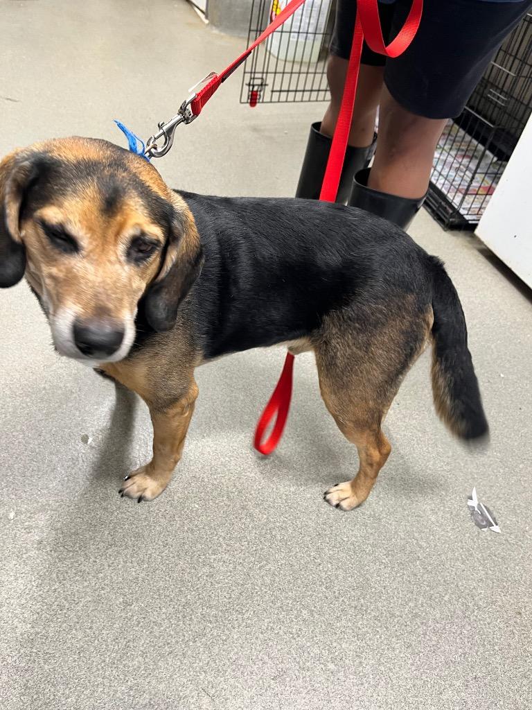 Enlarge Charlie, a Adoptable mixed breed in Hopkinsville, KY image 3/4