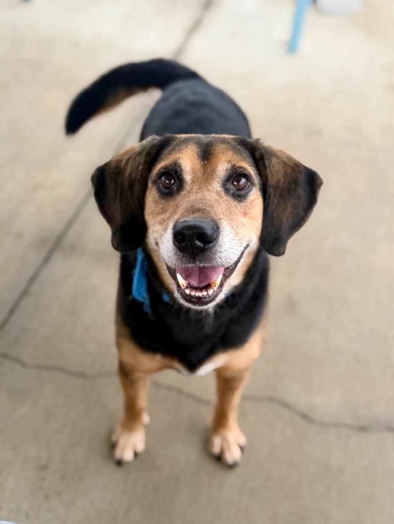 Enlarge Charlie, a Adoptable mixed breed in Hopkinsville, KY image 4/4