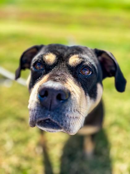 Jinx, Adoptable, Adult Female Mixed Breed & Mixed Breed.