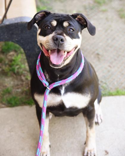 Enlarge Jinx, a Adoptable Mixed Breed in Fallston, MD image 2/3