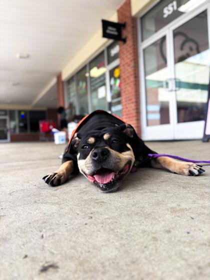 Enlarge Jinx, a Adoptable Mixed Breed in Fallston, MD image 3/3