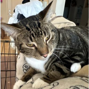 Boomer *COURTESY POST*, Adoptable, Adult Male Tabby & Domestic Short Hair.