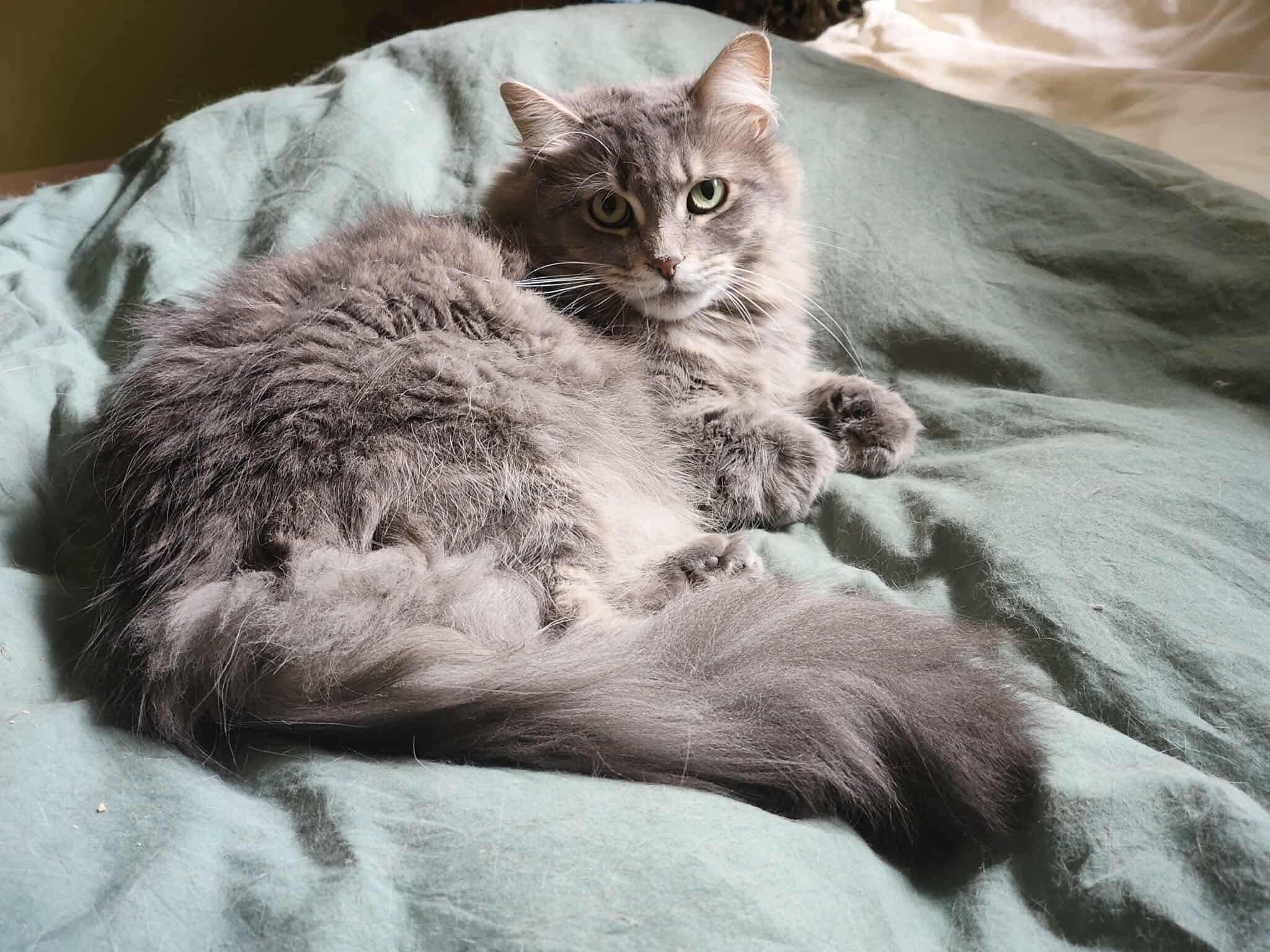 Enlarge Josephina  (f) 3yrs old DLH Silver grey tabby, a Adoptable Domestic Long Hair in Ottawa, ON image 1/2