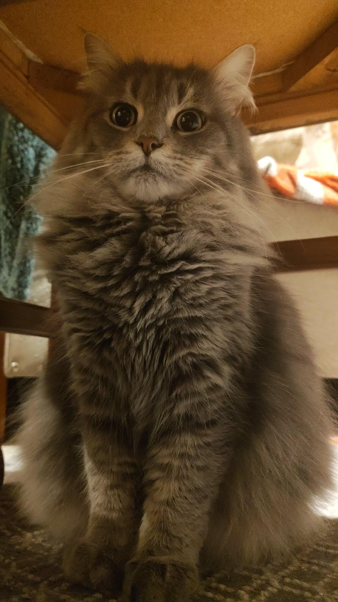 Enlarge Josephina  (f) 3yrs old DLH Silver grey tabby, a Adoptable Domestic Long Hair in Ottawa, ON image 4/6