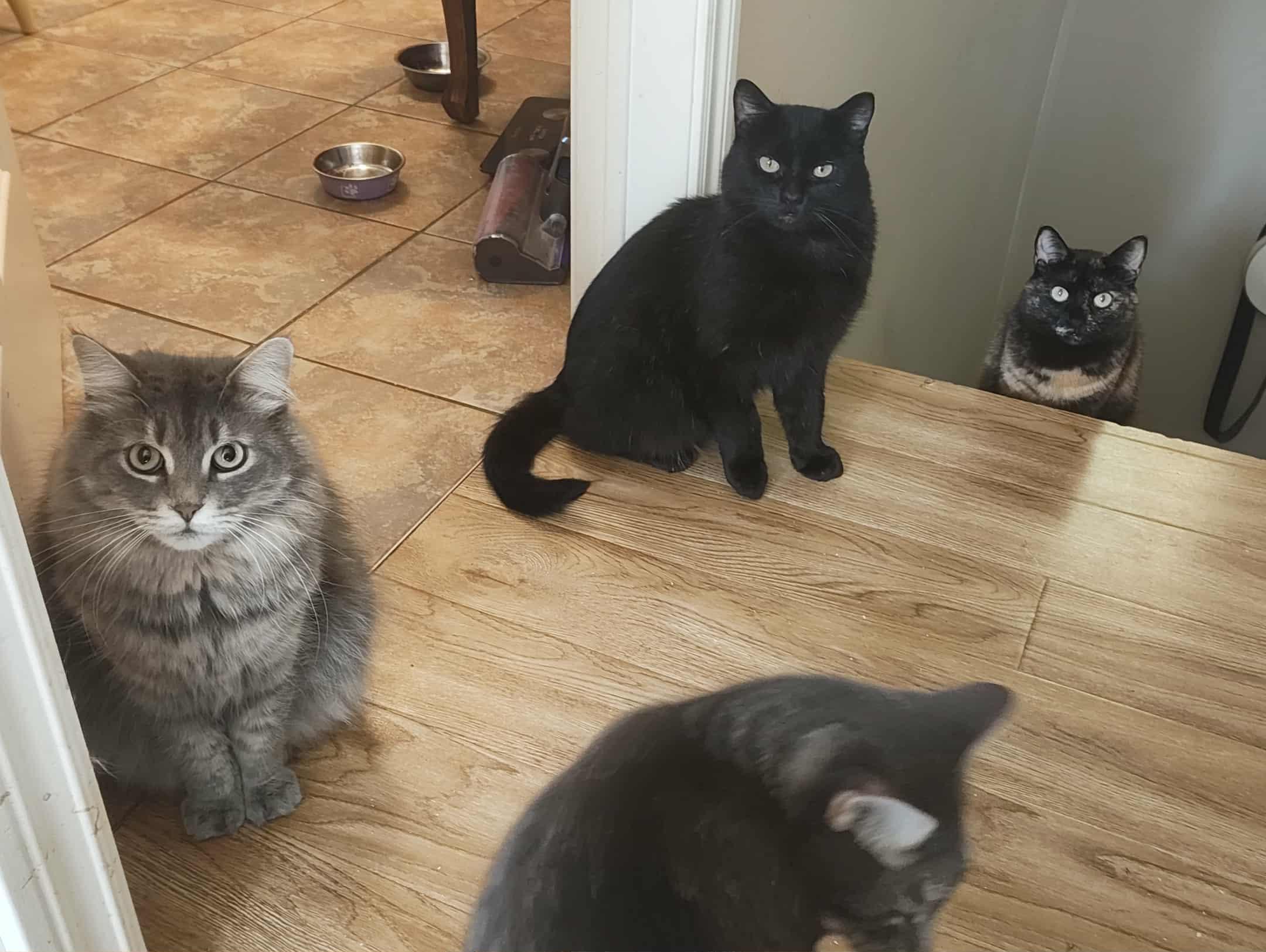 Enlarge Josephina  (f) 3yrs old DLH Silver grey tabby, a Adoptable Domestic Long Hair in Ottawa, ON image 2/2