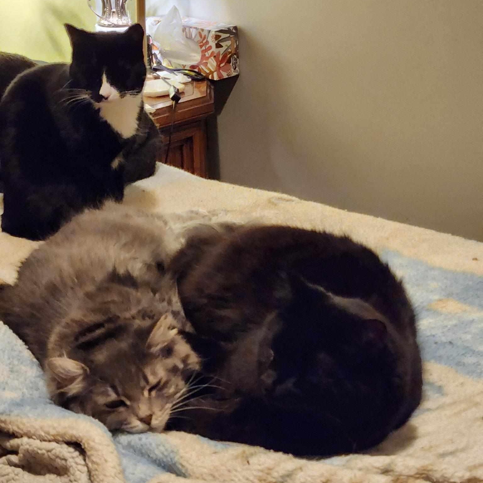 Enlarge Josephina  (f) 3yrs old DLH Silver grey tabby, a Adoptable Domestic Long Hair in Ottawa, ON image 6/6