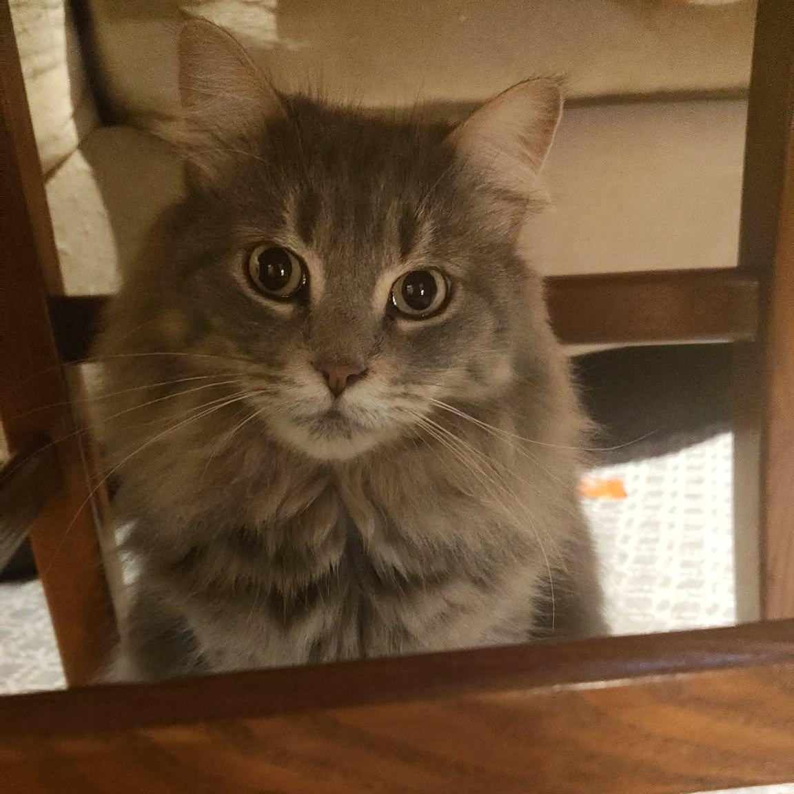Enlarge Josephina  (f) 3yrs old DLH Silver grey tabby, a Adoptable Domestic Long Hair in Ottawa, ON image 1/6