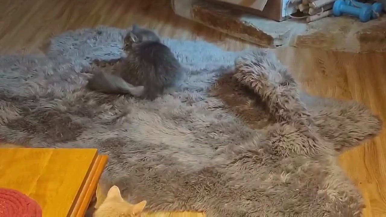 Enlarge Josephina  (f) 3yrs old DLH Silver grey tabby, a Adoptable Domestic Long Hair in Ottawa, ON video 5/6